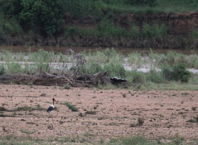Saddle-billed Stork_2856.JPG