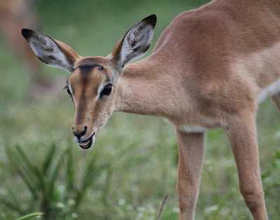 Impala_2861.JPG