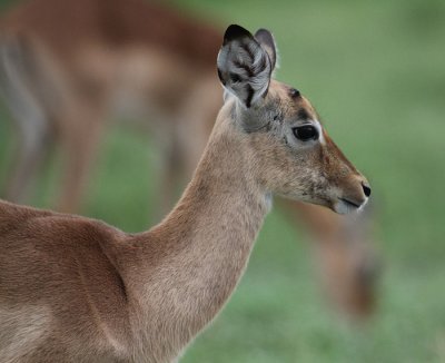 Impala_2863.JPG