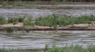 Nile Crocodiles_2875.JPG