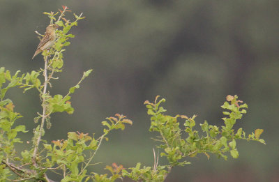 Red-collared Widowbird_2891.JPG
