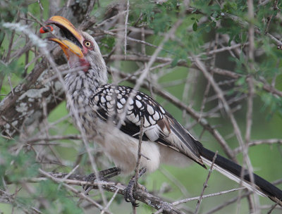Southern Yellow-billed Hornbill_2894.JPG