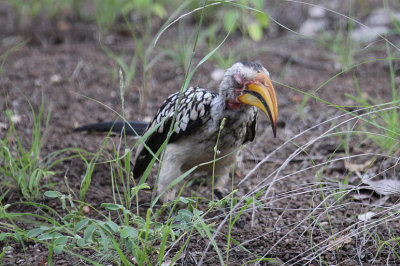 Southern Yellow-billed Hornbill_2901.JPG