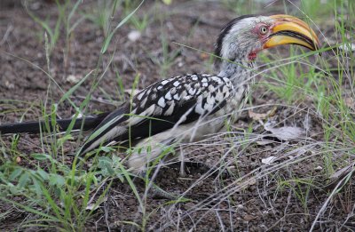 Southern Yellow-billed Hornbill_2902.JPG