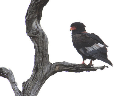 Bateleur_2918.JPG