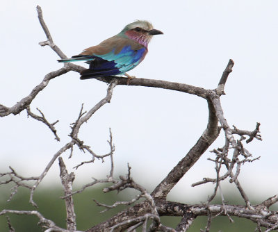 Lilac-breasted Roller_2923.JPG