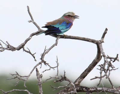 Lilac-breasted Roller_2924.JPG