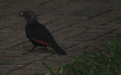 Red-winged Starling_2941.JPG