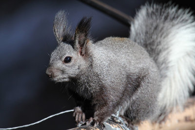 Abert's Squirrel_4506.JPG