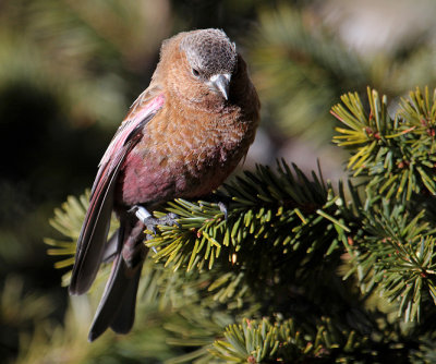 Brown-capped Rosy-Finch_4557.JPG