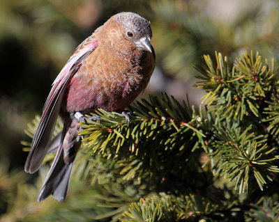 Brown-capped Rosy-Finch_4559.JPG