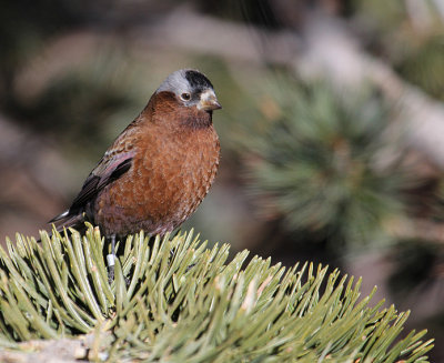 Gray-crowned Rosy-Finch_4575.JPG