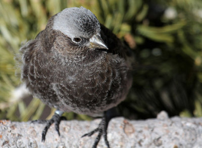 Black Rosy-Finch_4589.JPG