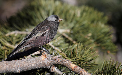 Black Rosy-Finch_4616.JPG