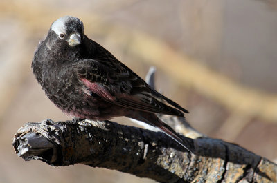 Black Rosy-Finch_4636.JPG