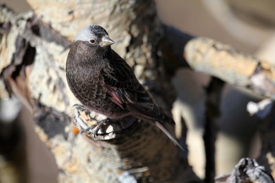 Black Rosy-Finch_4640.JPG