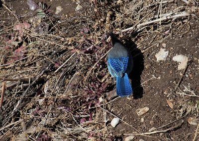 Steller's Jay_4647.JPG