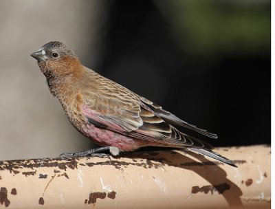 Brown-capped Rosy-Finch_4668.JPG