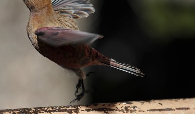 Brown-capped Rosy-Finch_4669.JPG