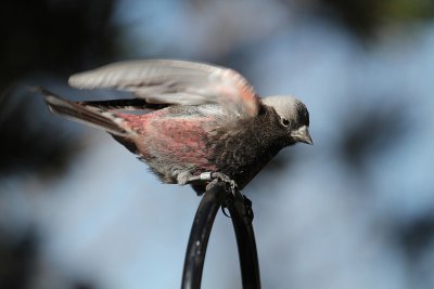Black Rosy-Finch_4674.JPG