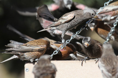 Black Rosy-Finch_4707.JPG