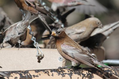 Gray-crowned Rosy-Finch_4710.JPG