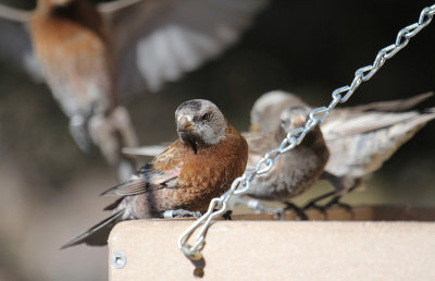 Hepburn's Rosy-Finch_4735.JPG