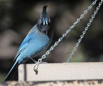 Steller's Jay_4765.JPG