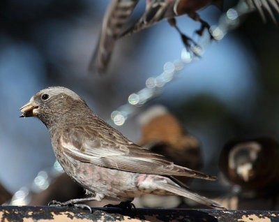 Black Rosy-Finch_4776.JPG