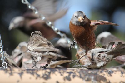 Hepburn's Rosy-Finch_4781.JPG