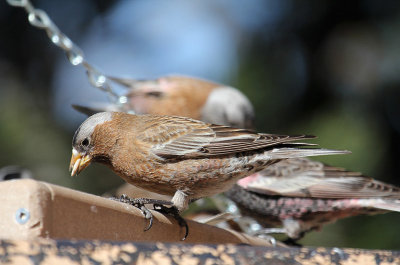 Gray-crowned Rosy-Finch_4790.JPG