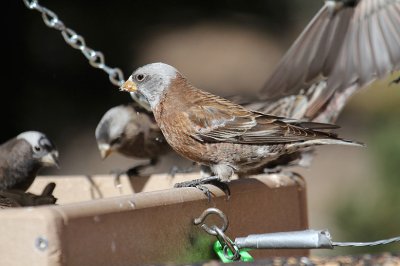 Hepburn's Rosy-Finch_4829.JPG