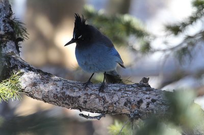 Steller's Jay_4876.JPG