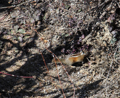 Colorado Chipmunk_4890.JPG