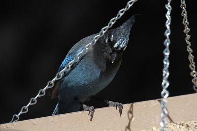 Steller's Jay_4896.JPG