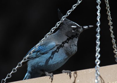 Steller's Jay_4898.JPG