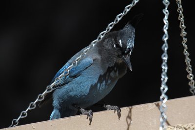 Steller's Jay_4899.JPG