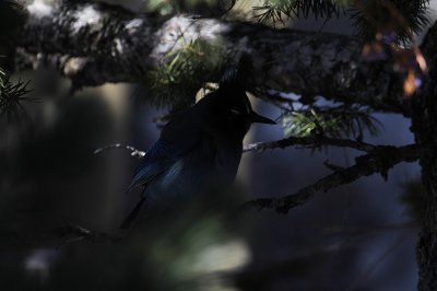 Steller's Jay_4943.JPG