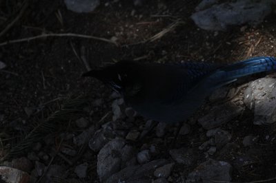 Steller's Jay_4956.JPG