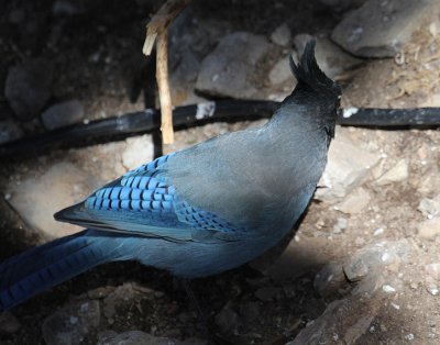 Steller's Jay_4957.JPG