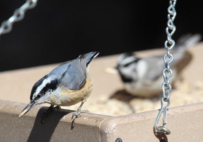 Red-breasted Nuthatch_4961.JPG