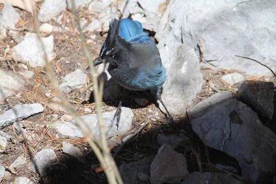 Steller's Jay_4964.JPG