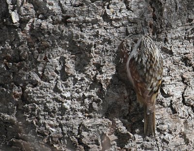 Brown Creeper_4977.JPG