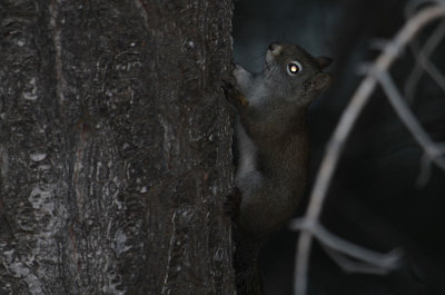 Red Squirrel_4992.JPG
