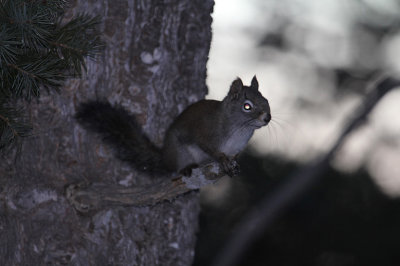 Red Squirrel_4994a.jpg