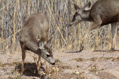 Bosque del Apache