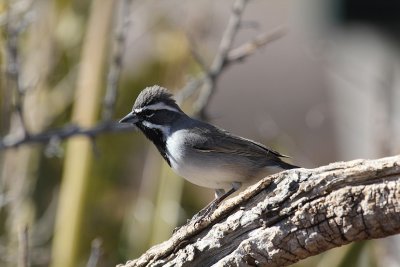 Black-throated Sparrow_5160.JPG
