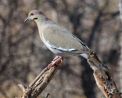 White-winged Dove_5166.JPG