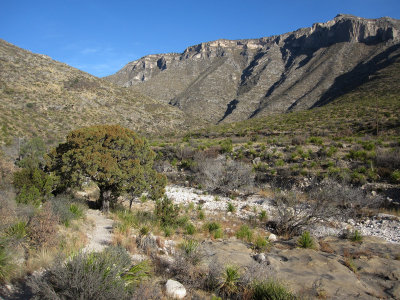 McKittrick Canyon_0165.JPG