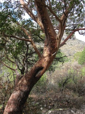 Texas Madrone_0179.JPG